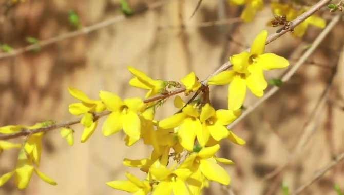 连翘花属于什么植物类型？(连翘花属于什么植物类型的)